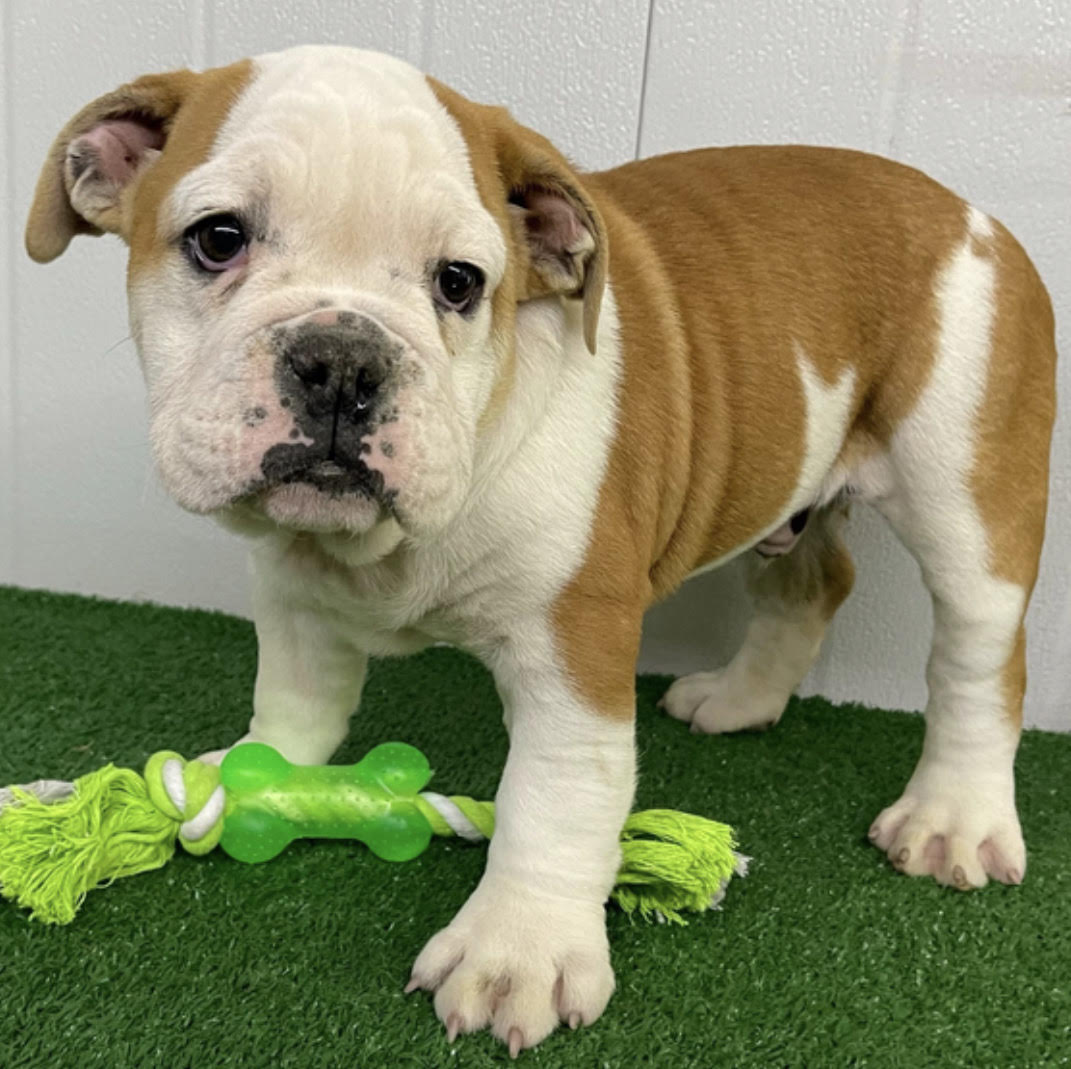 comprar cachorros sanos, baratos y asequibles para la venta